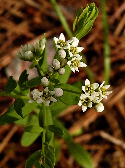 {Comandra umbellata}